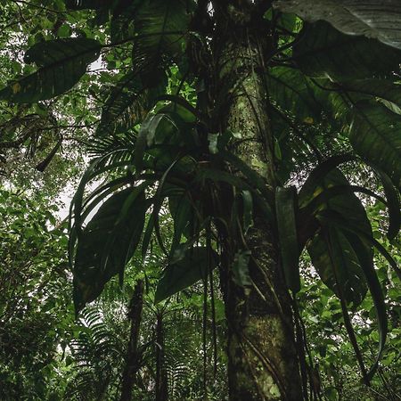 Huingos Eco Lodge Tarapoto Ngoại thất bức ảnh