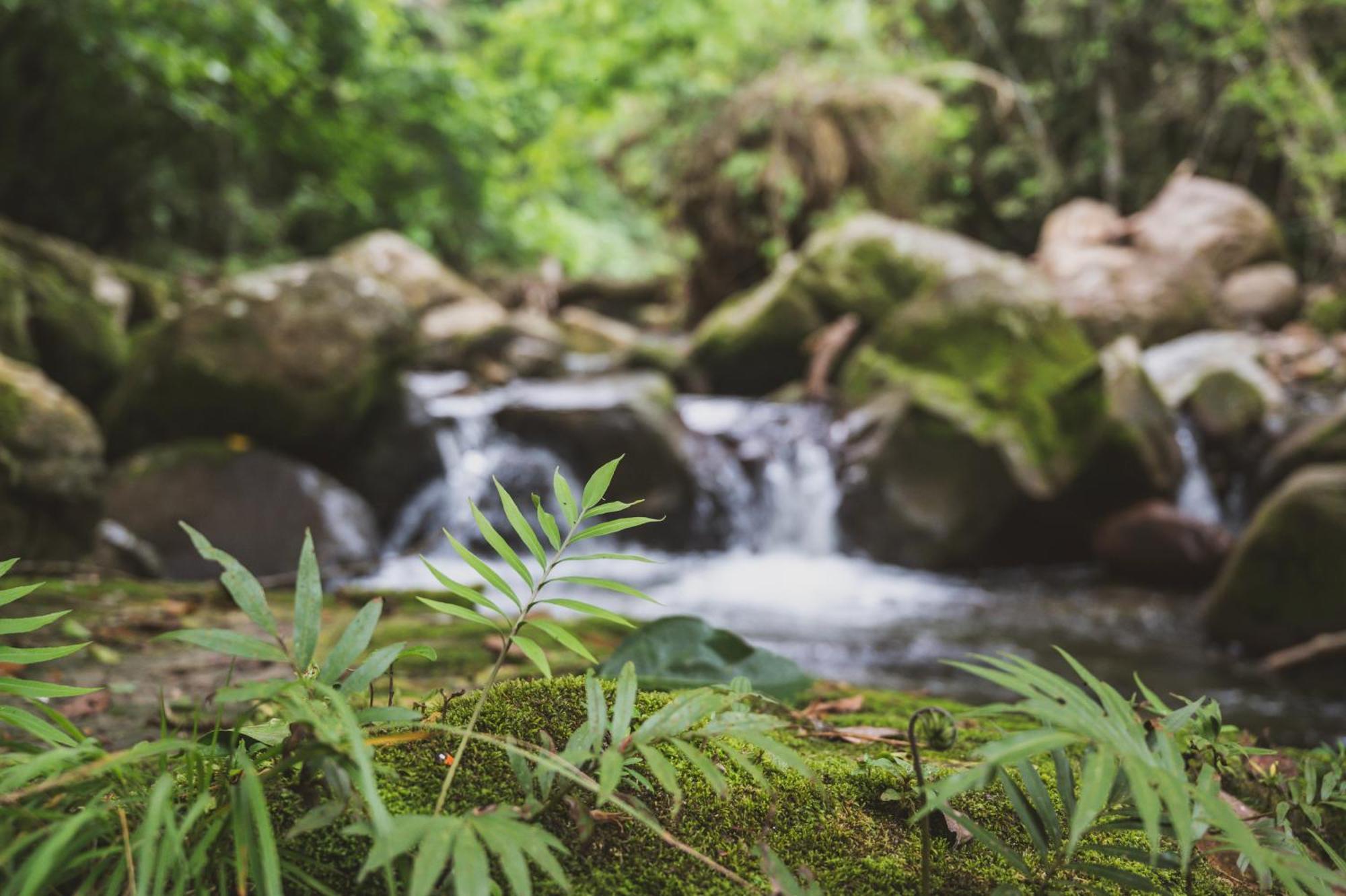 Huingos Eco Lodge Tarapoto Ngoại thất bức ảnh