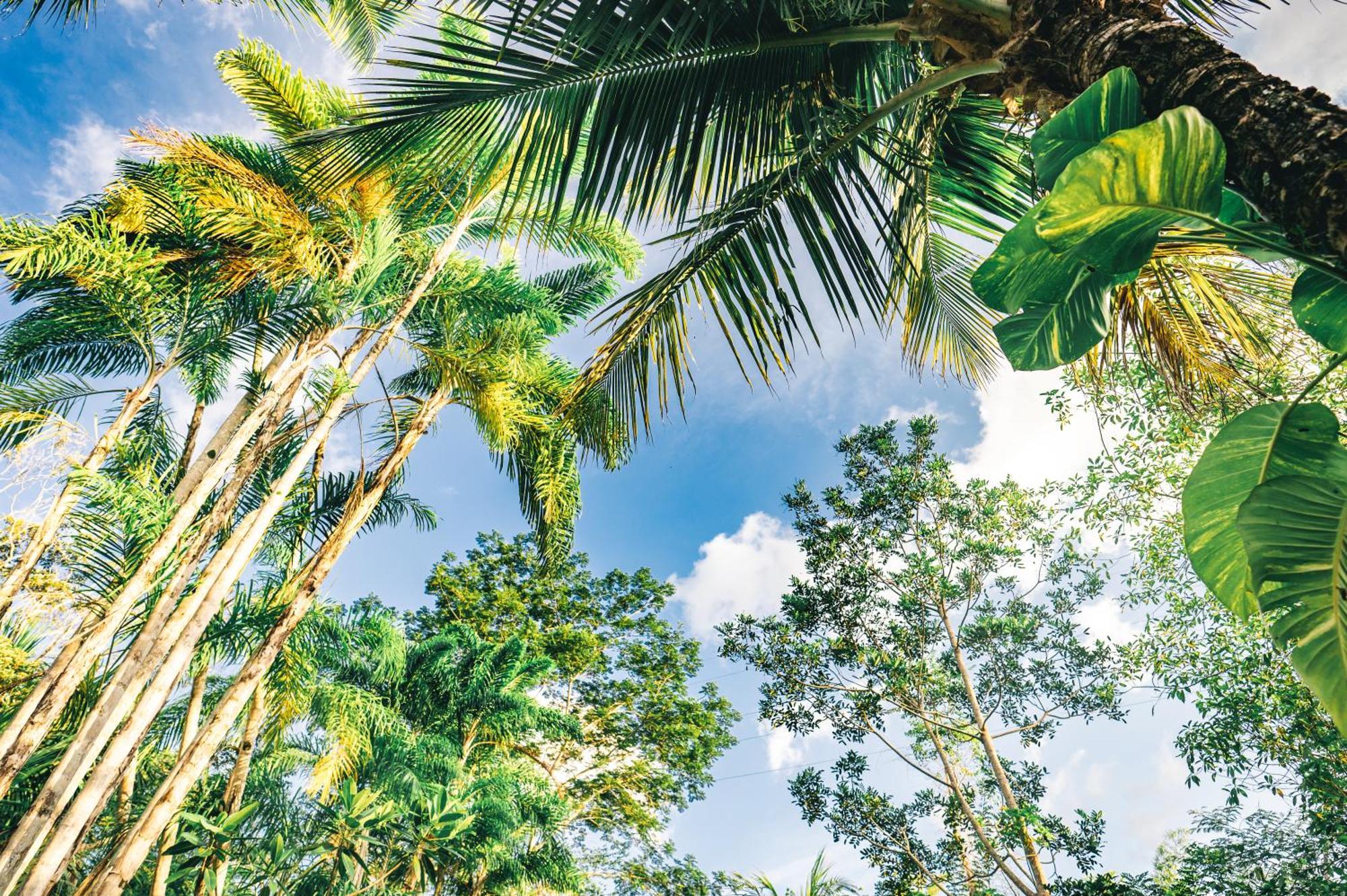 Huingos Eco Lodge Tarapoto Phòng bức ảnh