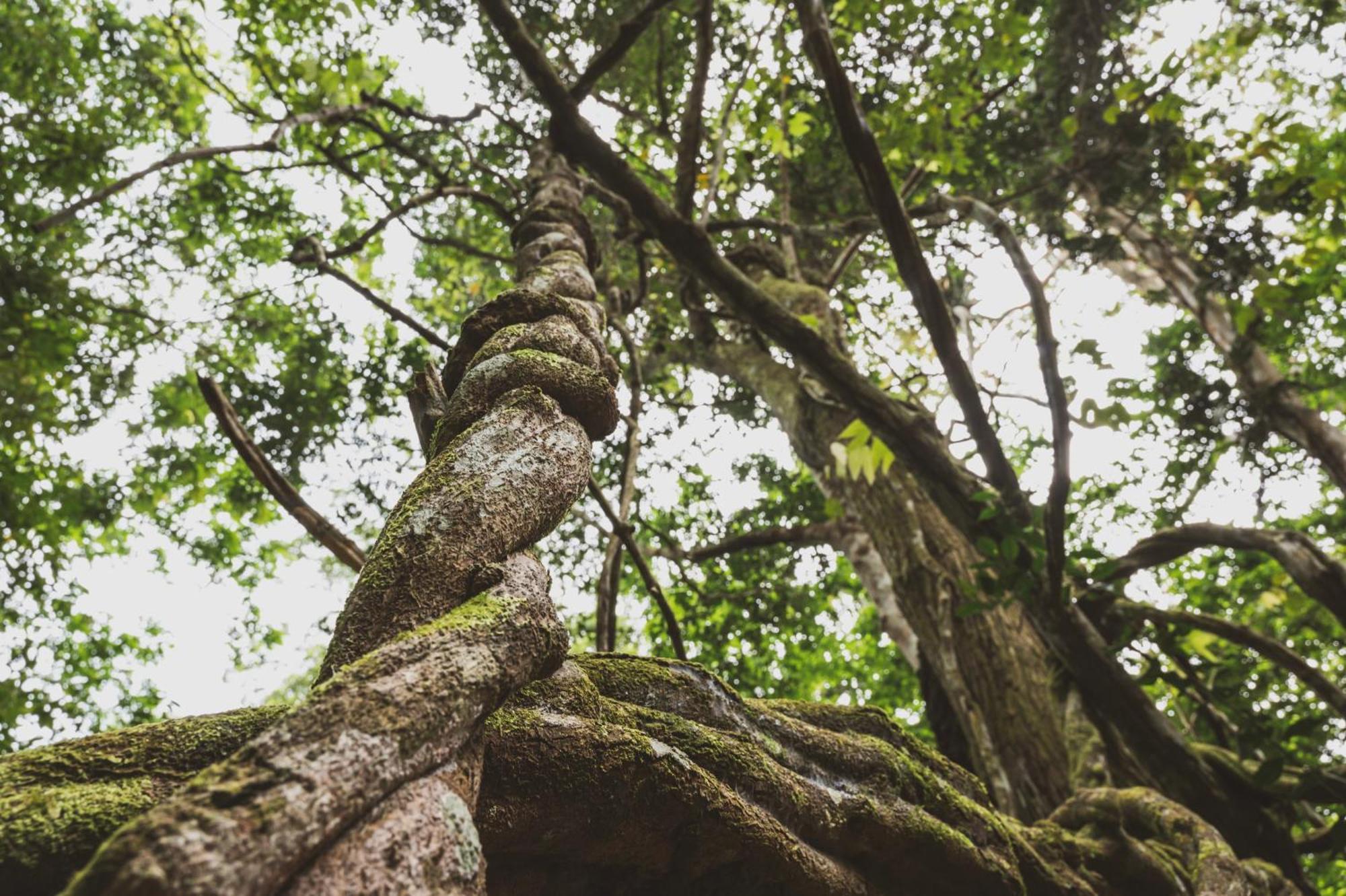 Huingos Eco Lodge Tarapoto Ngoại thất bức ảnh
