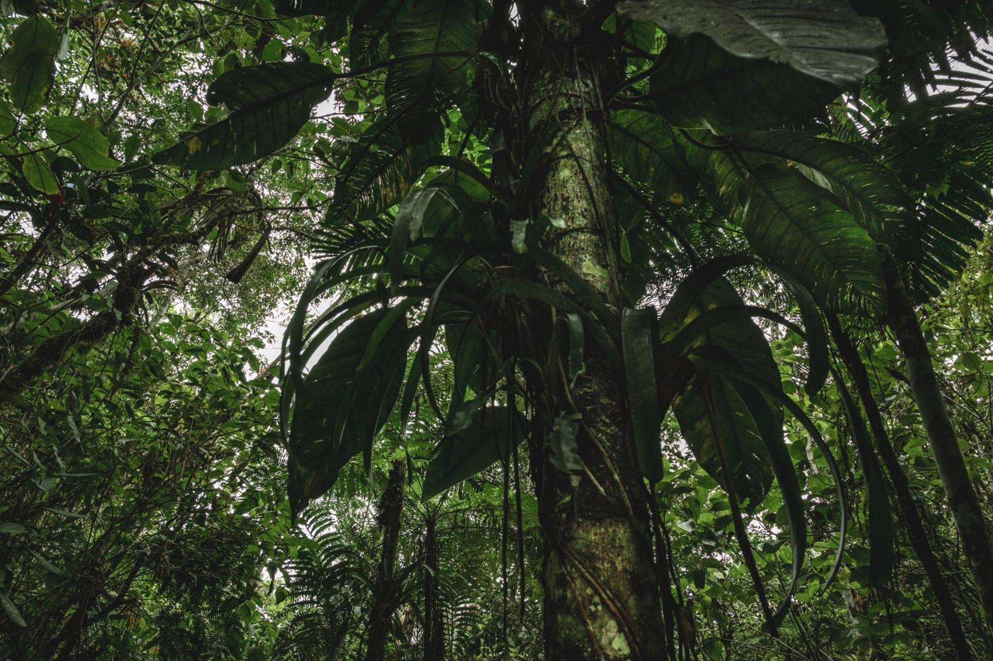 Huingos Eco Lodge Tarapoto Ngoại thất bức ảnh